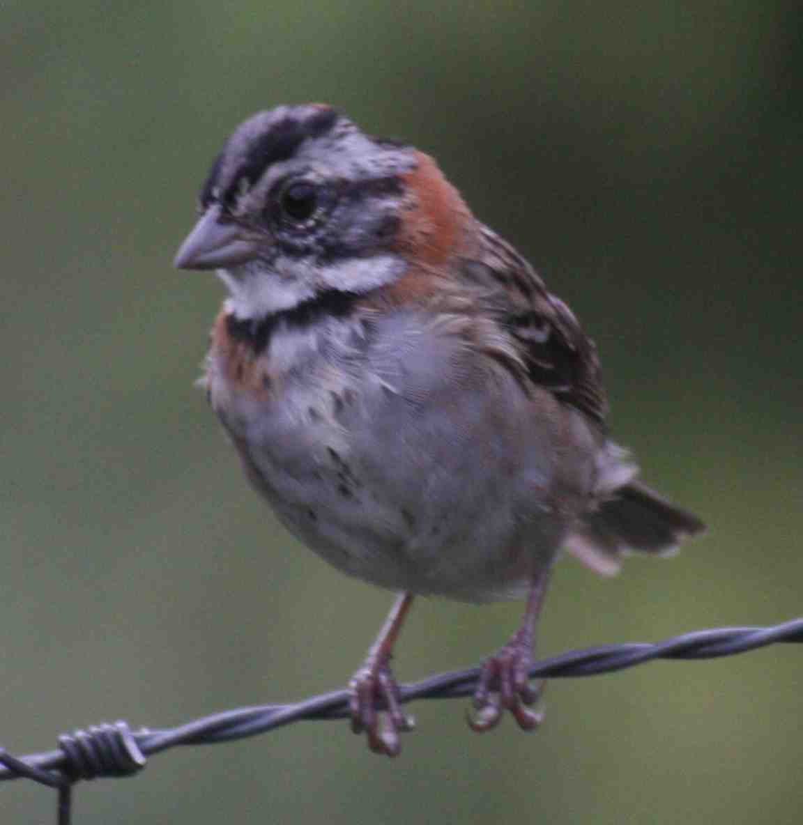 Rufous collared sparrow